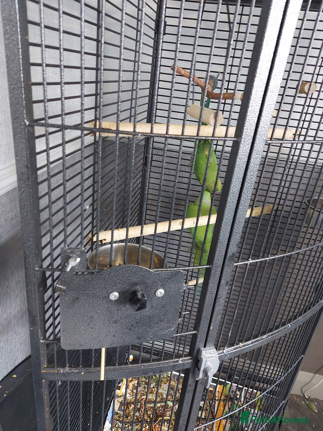 Ringnecks birds for sale: Ringneck bonded pair male and female 19 month - Image 4