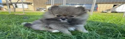 Pomeranian dogs for sale: BEAUTIFUL POMERANIAN GIRLS AVAILABLE  - Advert 28