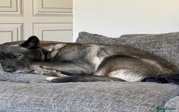 Mixed Breed dogs for sale: Shadow and Scrappy - Image 2