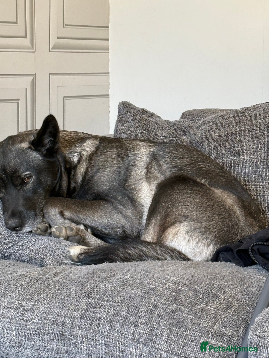 Mixed Breed dogs for sale: Shadow and Scrappy - Image 2