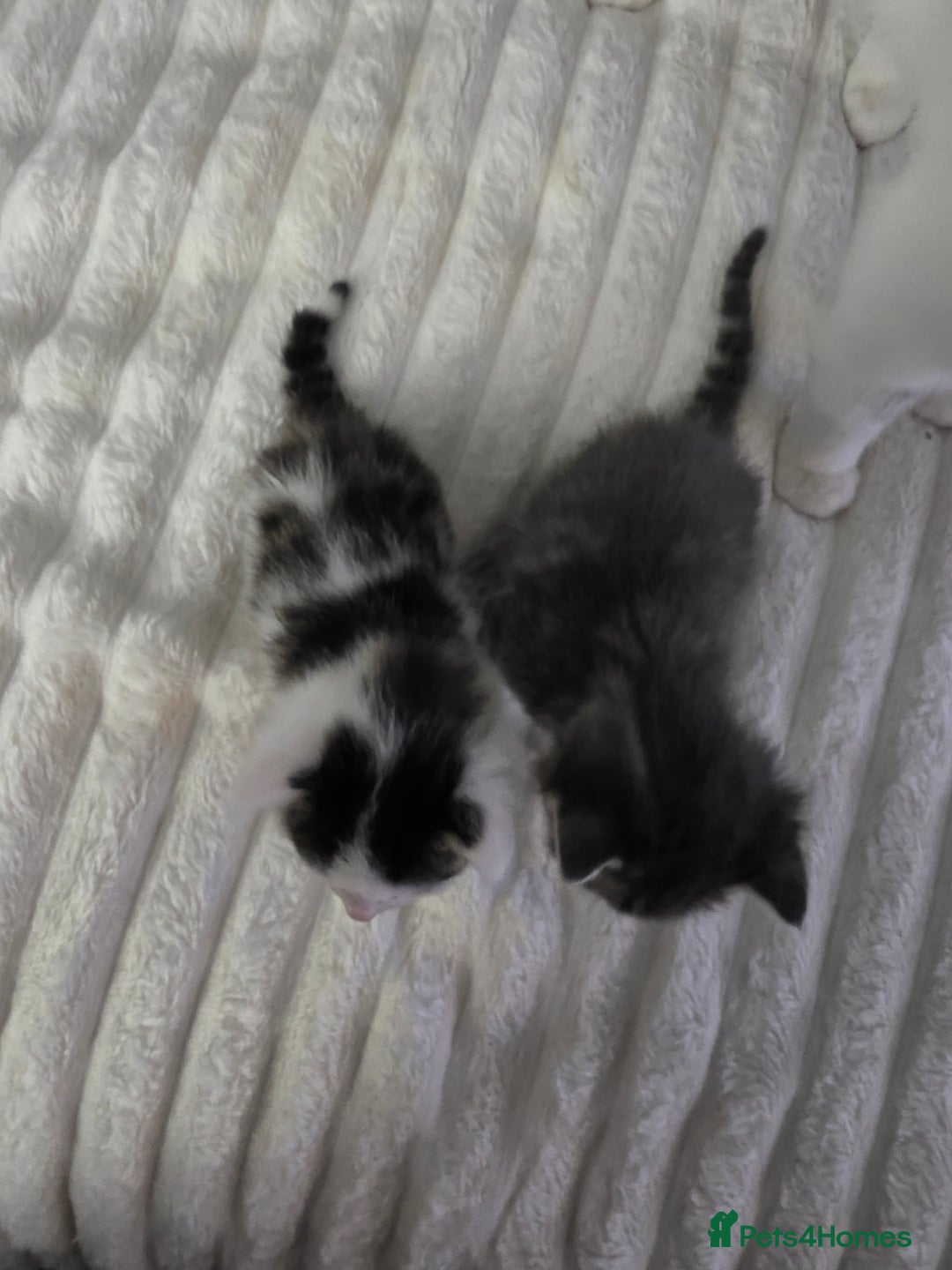 Mixed Breed cats for sale: Two beautiful baby boy kittens - Advert 2