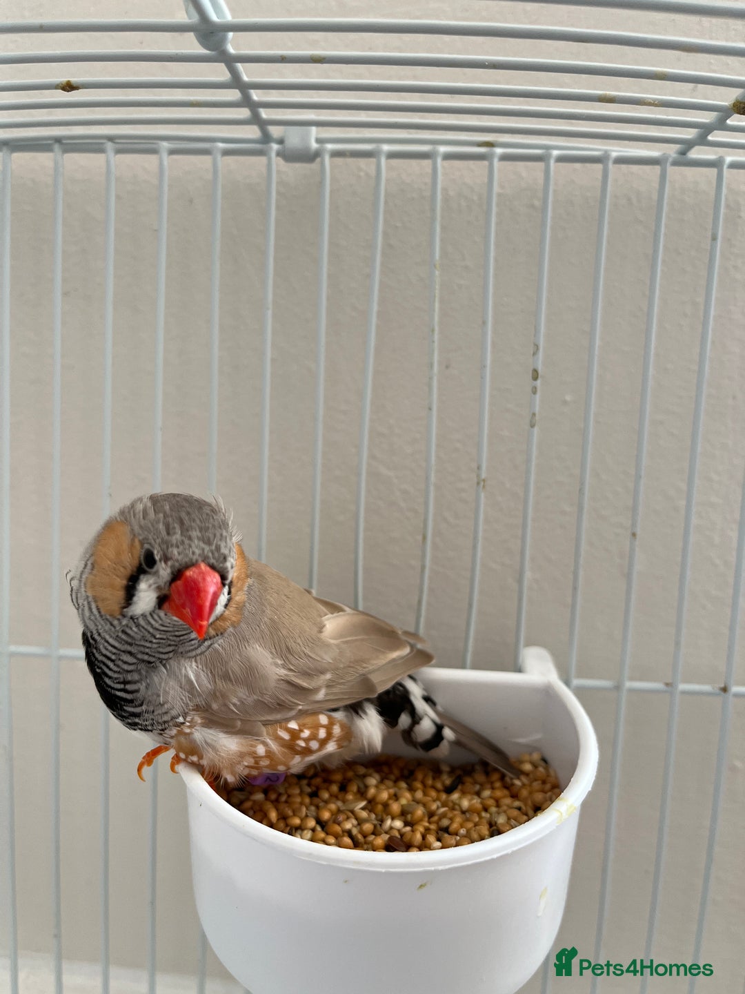 Finches birds for sale: Beautiful zebra finches for sale  - Image 3