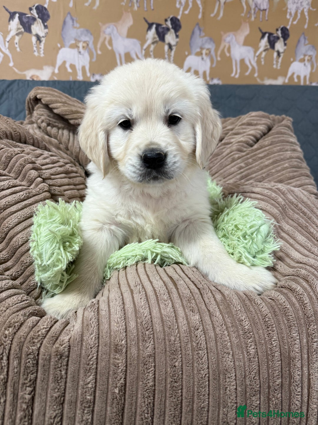 Golden Retriever dogs for sale: Kc registered DNA clear Golden Retriever Puppies - Advert 29