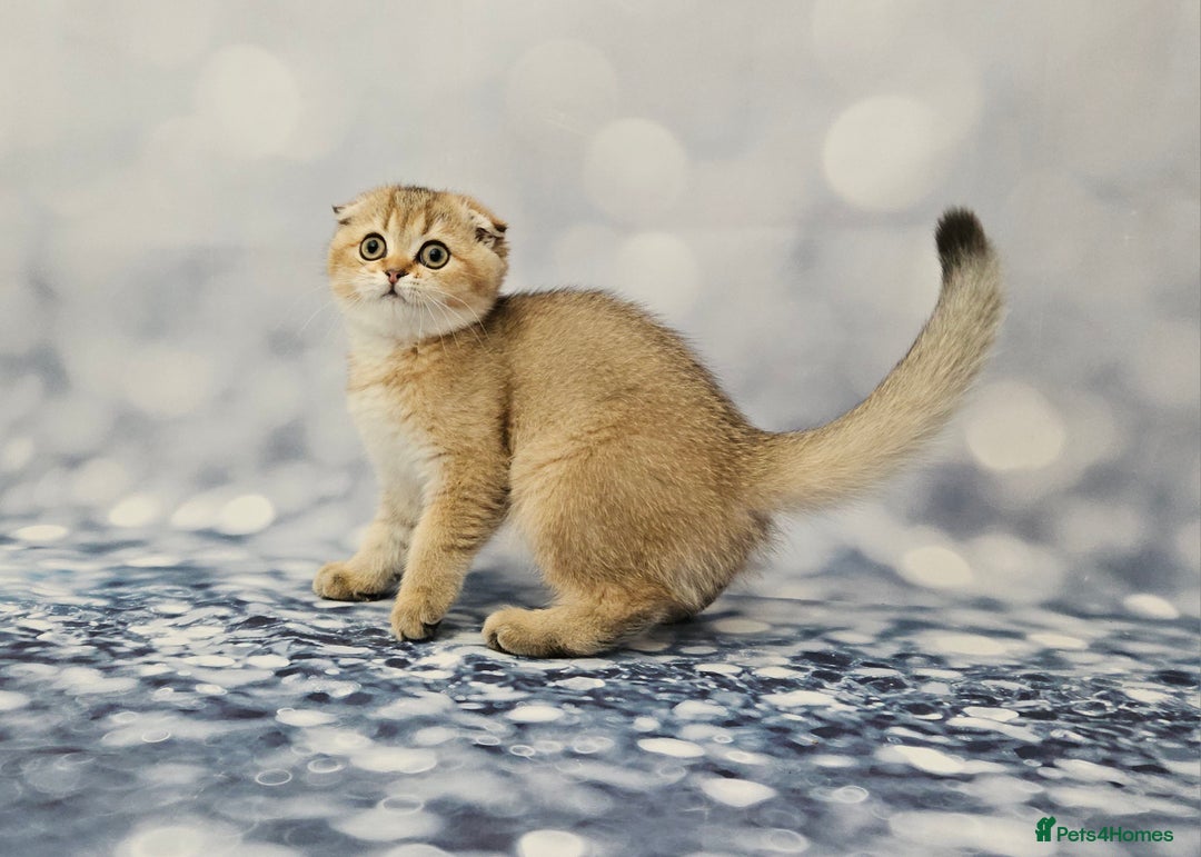 British Shorthair cats for sale: Excellent Scottish straight and fold kittens - Image 11