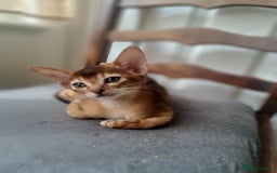 Abyssinian cats for sale: Beautiful Abyssinian Kittens - Image 8