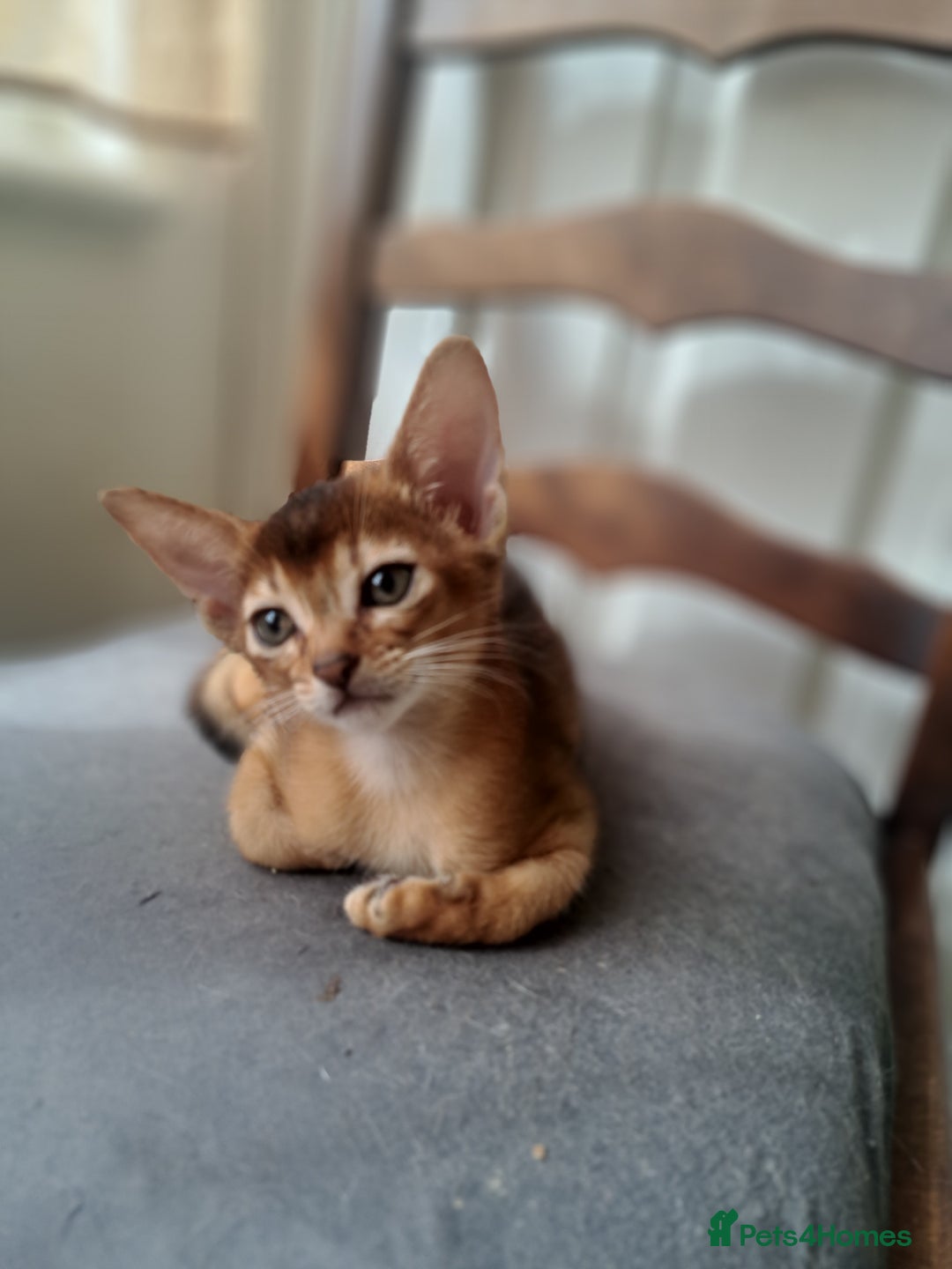 Abyssinian cats for sale: Beautiful Abyssinian Kittens - Image 8