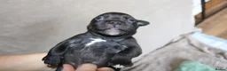 Staffordshire Bull Terrier dogs for sale: KC Staffords | Blue & Black | Champion Bloodlines - Advert 35