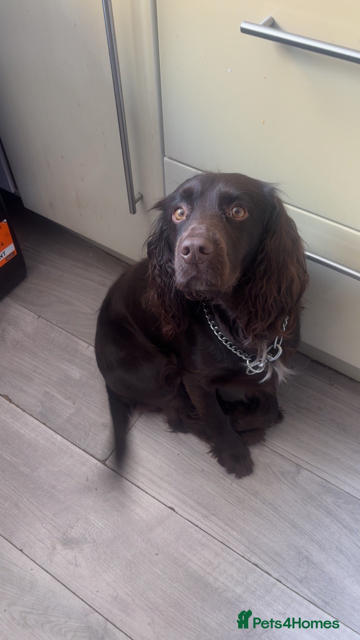 Cocker Spaniel dogs Miles  - Advert 2