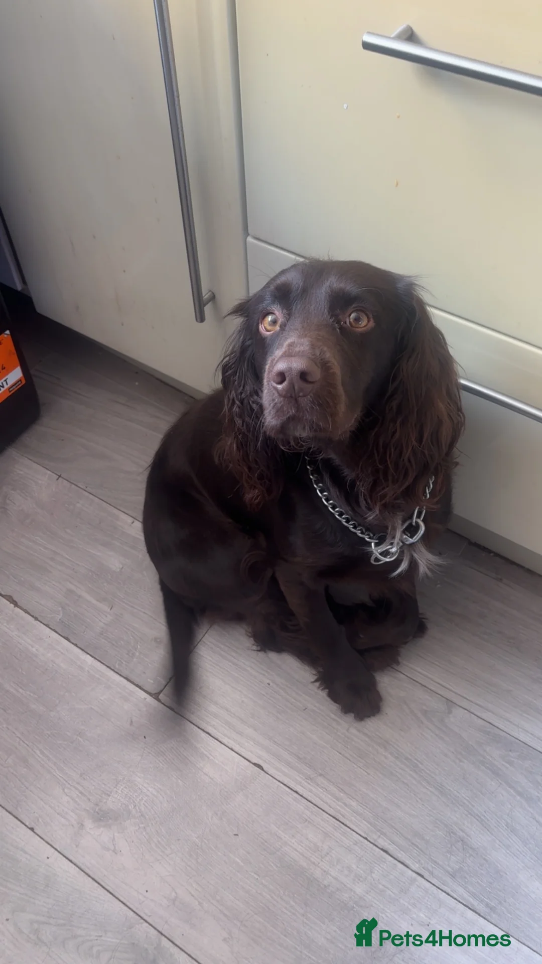 Cocker Spaniel dogs for stud: Miles  in Irvine - Advert 1