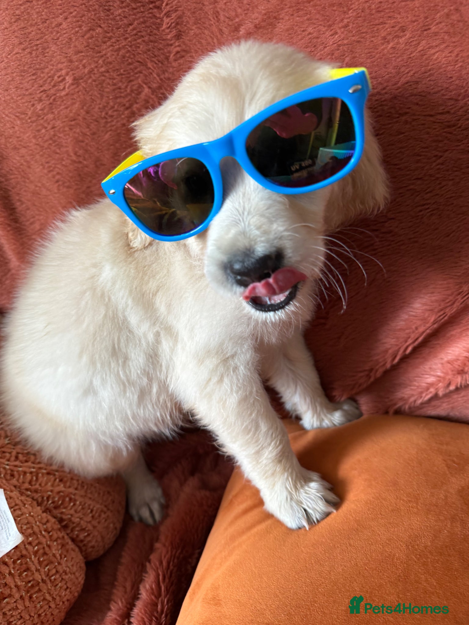 Golden Retriever dogs A perfect companion! KC reg Golden retriever pups - Advert 15