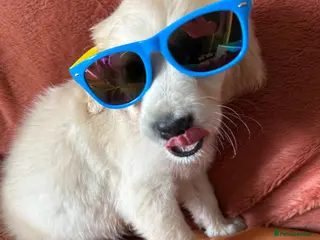 Golden Retriever dogs A perfect companion! KC reg Golden retriever pups - Advert 15