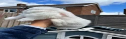 Mini Lop rabbits for sale: 3 female bunnies  - Advert 4