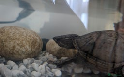 Turtle reptiles for sale: Musk turtles need rehoming  - Image 3