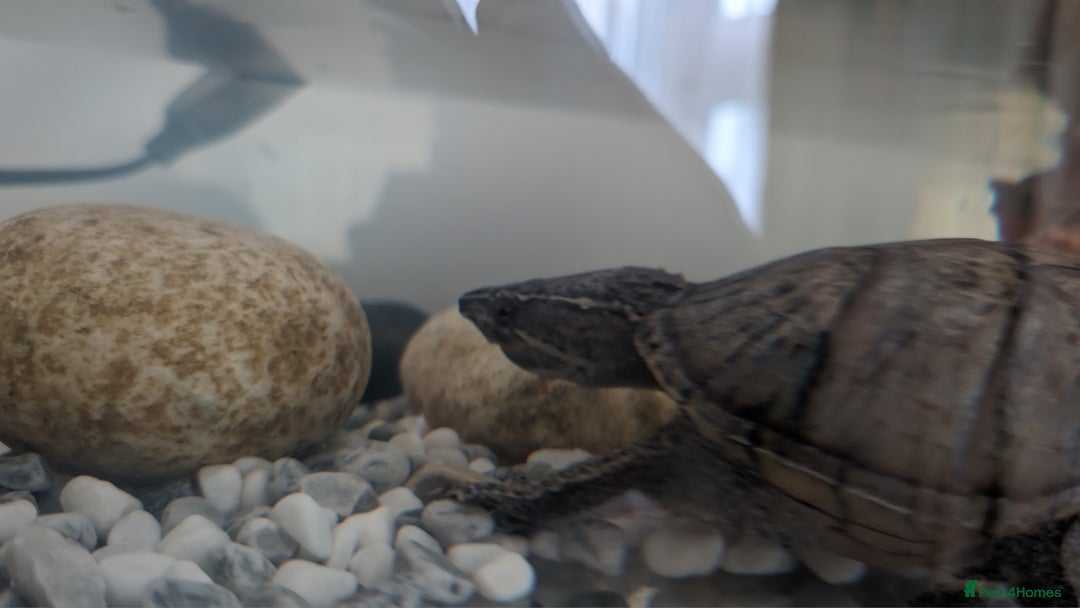 Turtle reptiles for sale: Musk turtles need rehoming  - Image 3