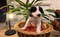 Border Collie dogs for sale: Pure Breed Boarder Collie Pups - Image 11