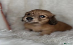 Dachshund dogs for sale: Cream (shaded) long haired dachshunds  - Image 8
