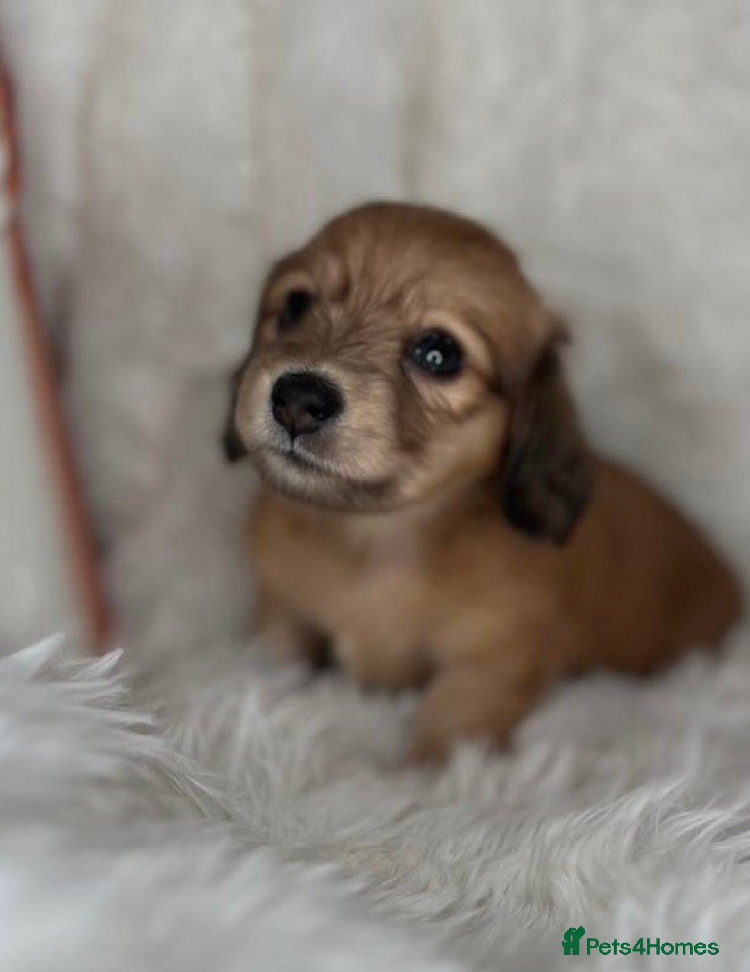 Dachshund dogs for sale: Cream (shaded) long haired dachshunds  - Image 8
