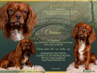 Cavalier King Charles Spaniel dogs KC REG EXTENSIVELY HEALTH TESTED RUBY STUD in Hoddesdon - Advert 10