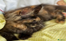 Maine Coon cats for sale: European Blood Lines GCCF Reg Main Coon Kittens  - Image 13