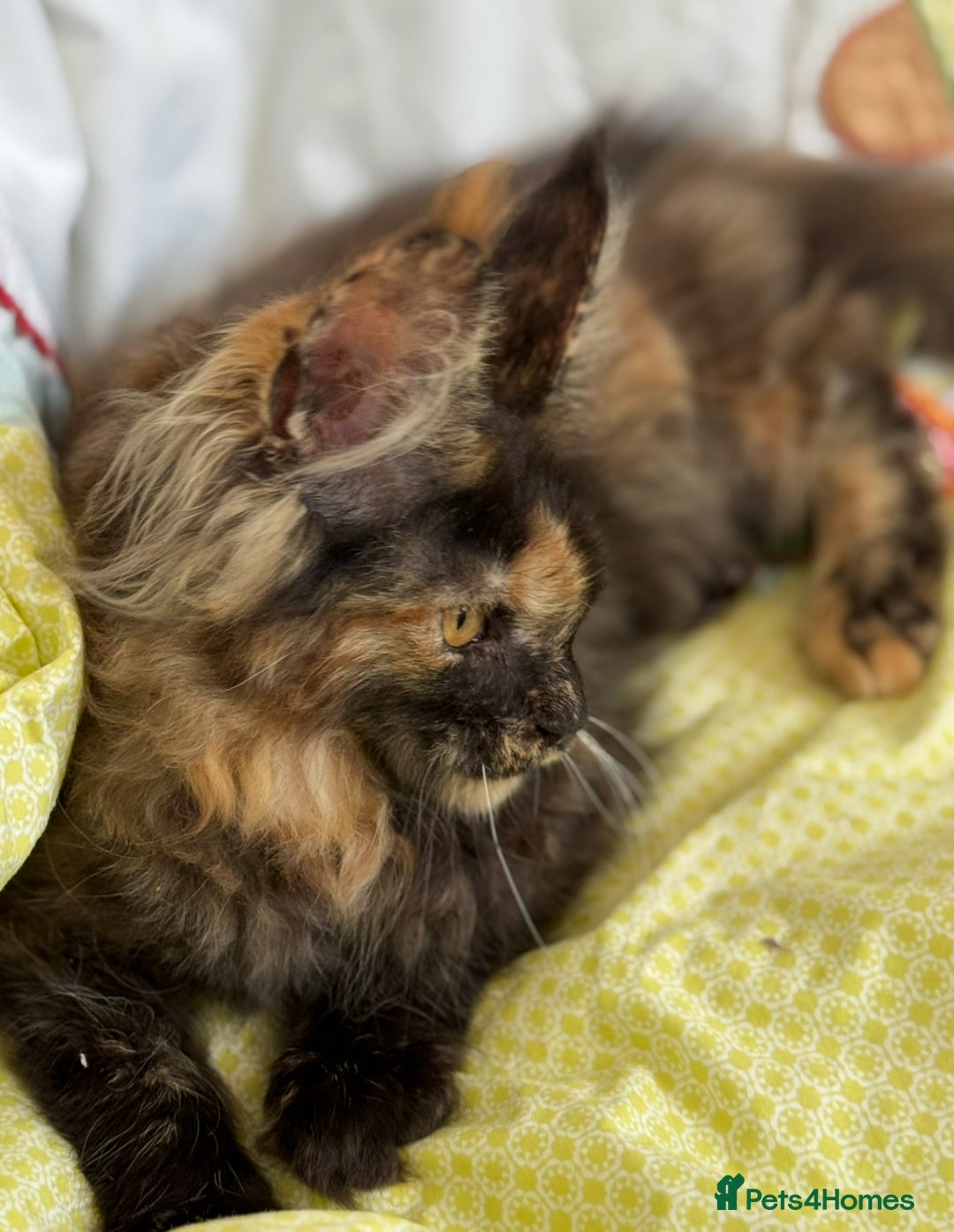 Maine Coon cats for sale: European Blood Lines GCCF Reg Main Coon Kittens  - Image 13