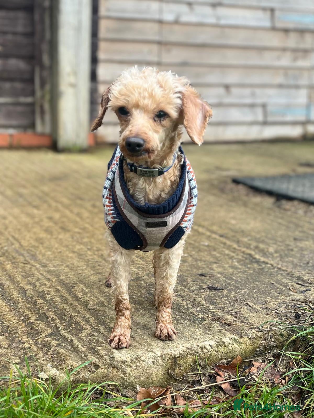 Miniature Poodle dogs Boysie looking for the good life  - Advert 7