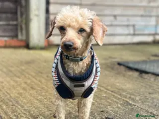 Miniature Poodle dogs Boysie looking for the good life - Advert 7