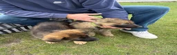 German Shepherd dogs for sale: Beautiful playful German shepherd pups in Rochford - Advert 22