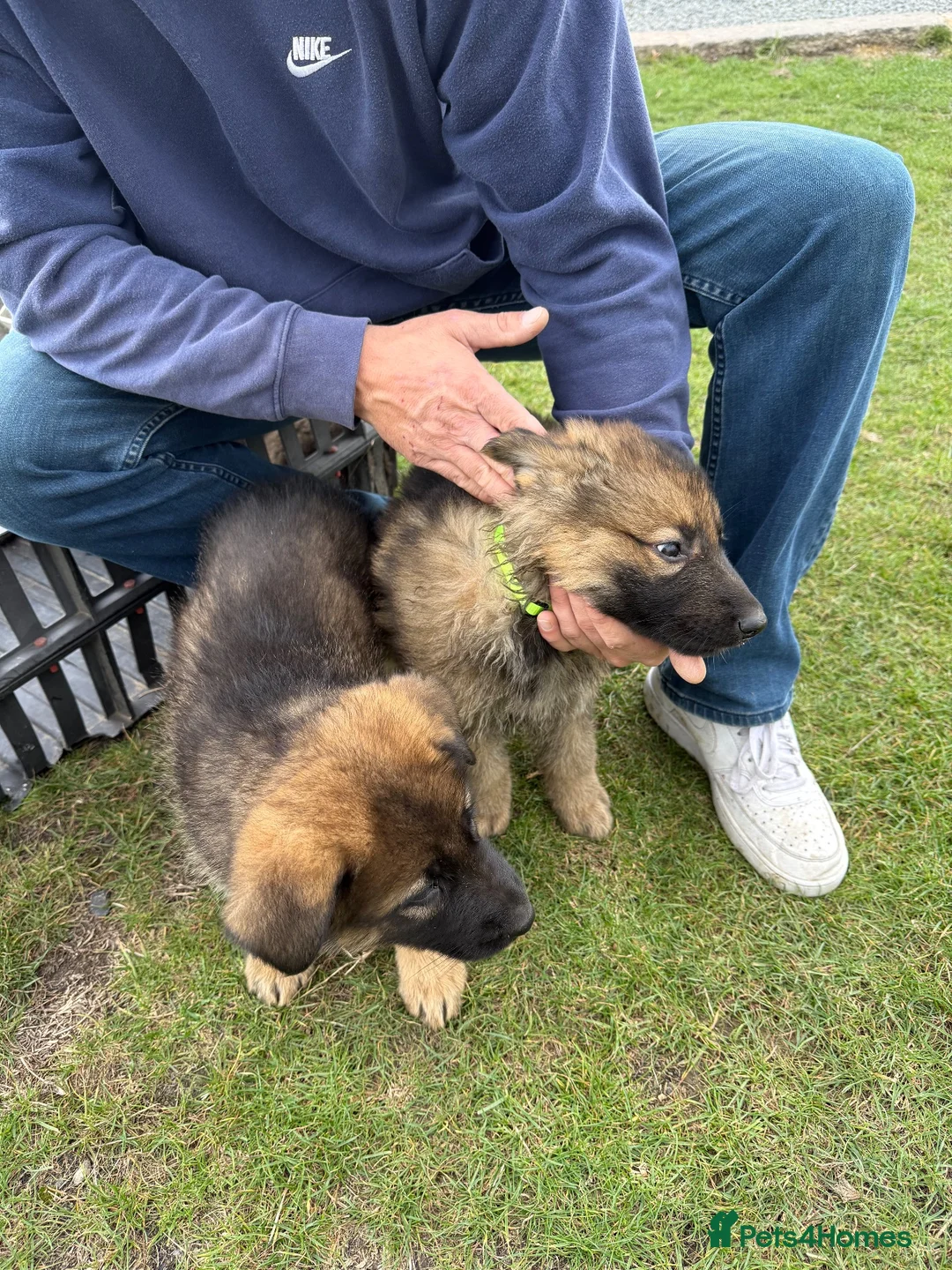 German Shepherd dogs for sale: Beautiful playful German shepherd pups in Rochford - Advert 22
