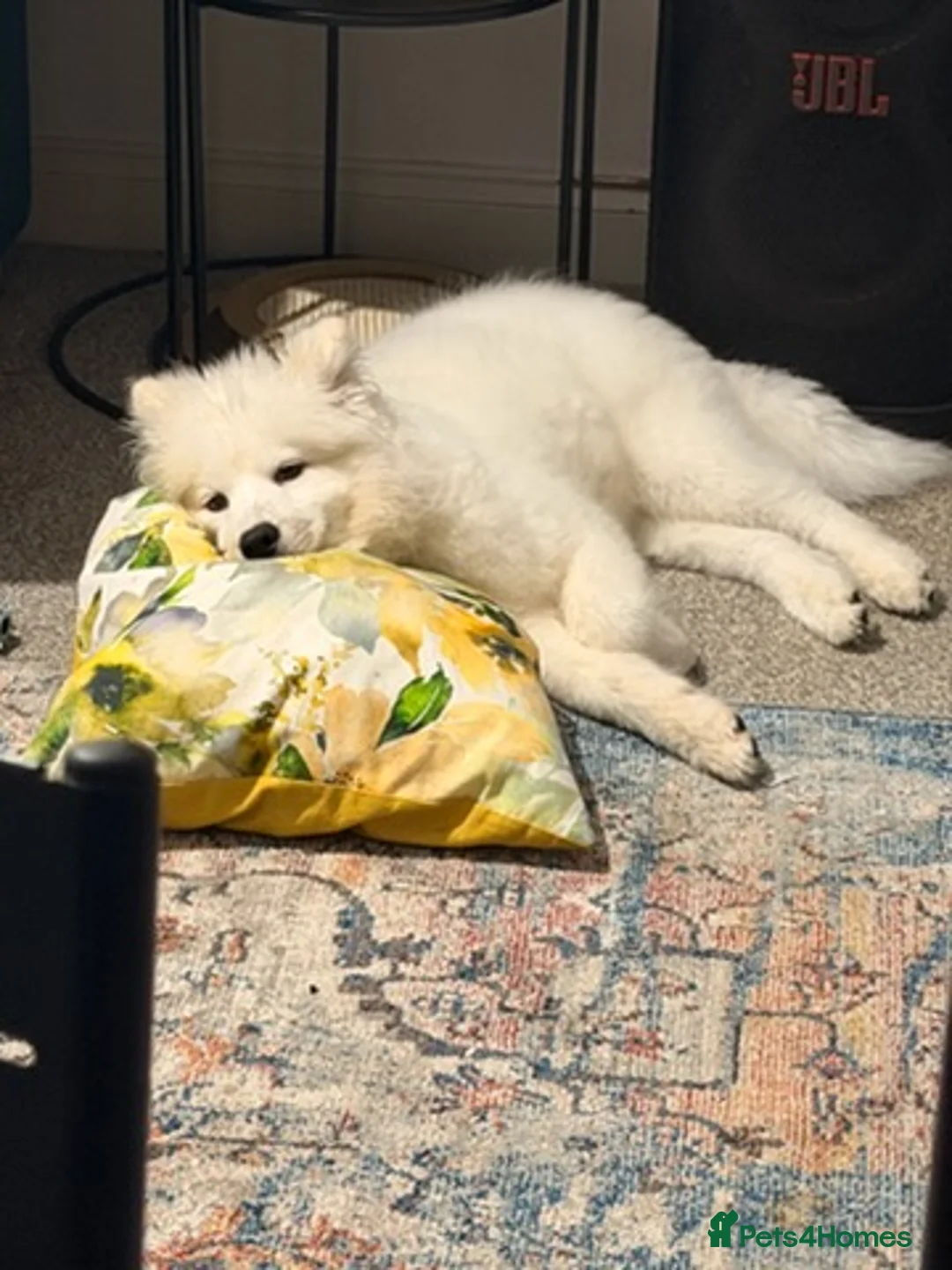 Samoyed dogs for sale: Samoyed in Rochdale - Advert 2