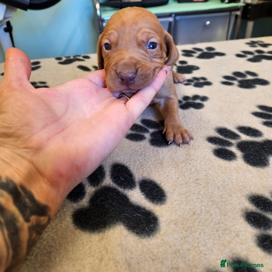 Hungarian Vizsla dogs for sale: Hungarian vizsla pups top quality pups  - Image 6