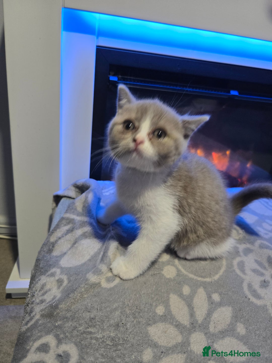 British Shorthair cats for sale: British short hair boy ready now - Image 9