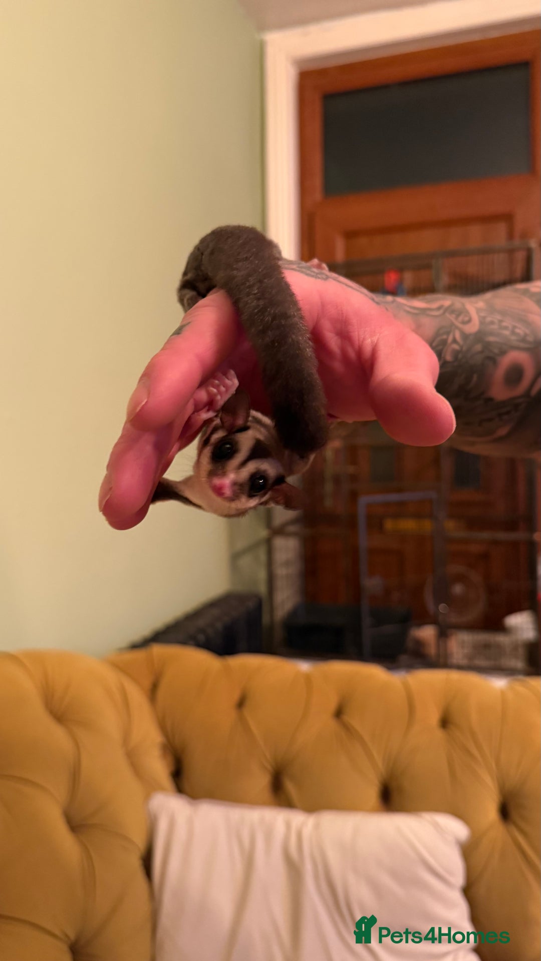 Sugar Glider rodents for sale: male and female ready to go - Advert 8