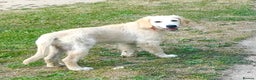 Golden Retriever dogs for sale: Championline puppies in London - Advert 13