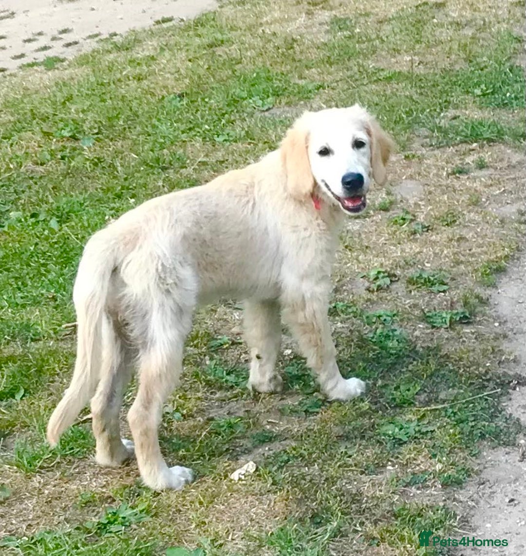 Golden Retriever dogs for sale: Fully vaccinated championline puppies- ready now in London - Image 1