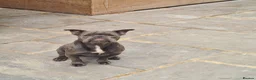 American Bully dogs for sale: Socks & Dolly looking for forever homes - Advert 5