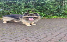 German Shepherd dogs for stud: KC Registered Long Hair German Shepherd Stud - Image 5