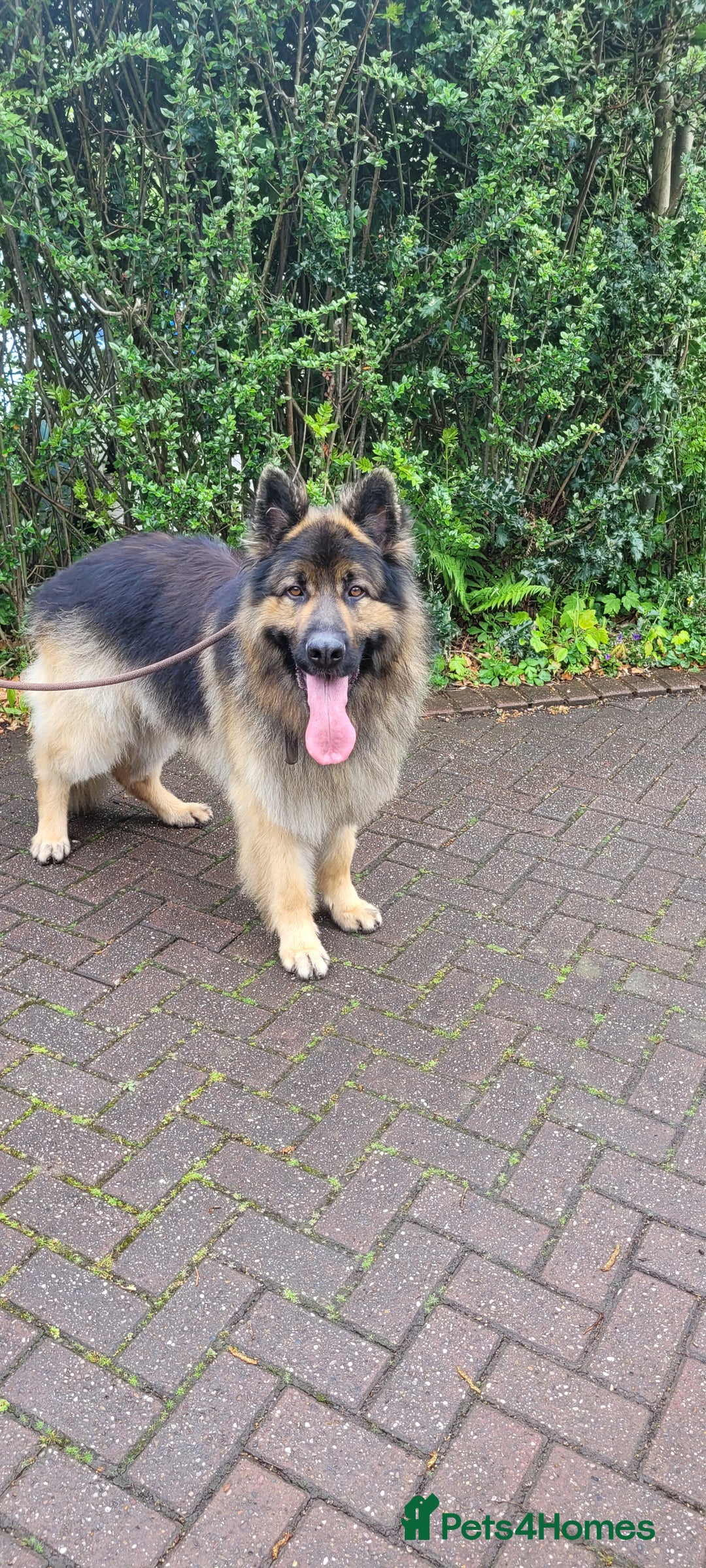 German Shepherd dogs for stud: KC Registered Long Hair German Shepherd Stud - Image 5