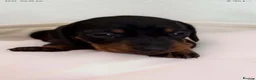 Miniature Dachshund dogs for sale: Miniature dachshund pups.KC reg&council licensed - Advert 15