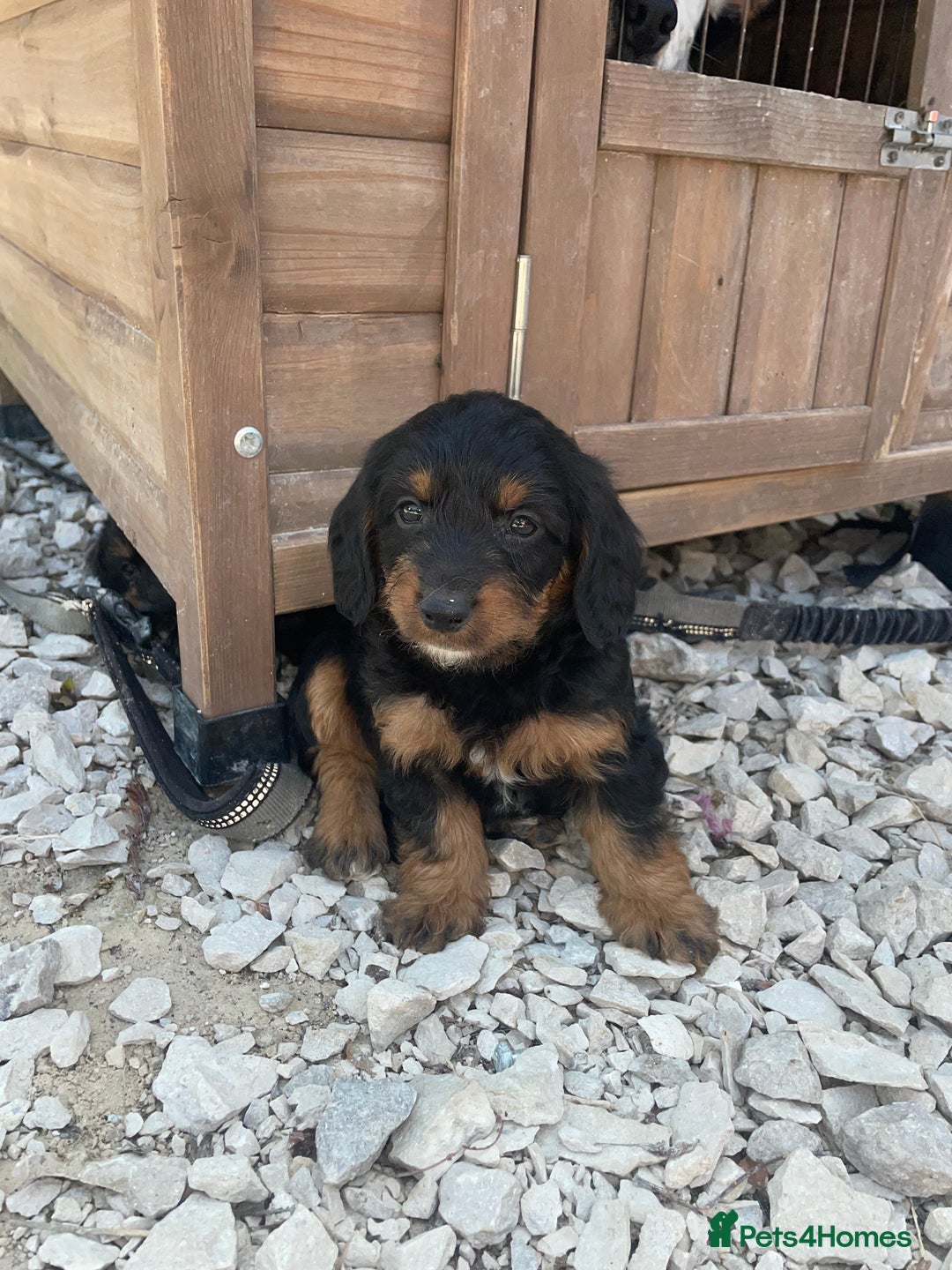 Doxiepoo dogs for sale: Doxiepoos - Image 6