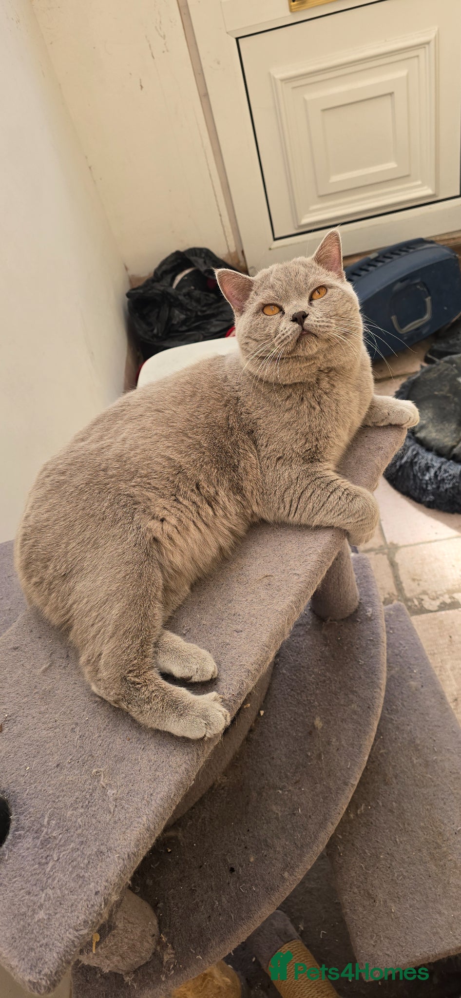 British Shorthair cats Mufasa  - Advert 1
