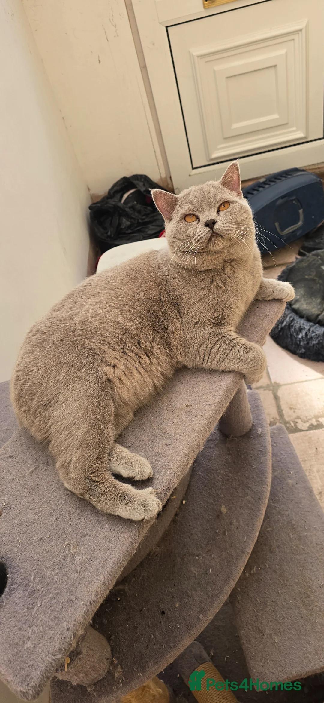 British Shorthair cats for stud: Mufasa  - Advert 1