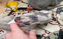 Mixed Breed dogs for sale: LAST FEMALE MISSY Cane Corso X Neapolitan Mastiffs in London - Image 26