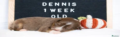 Dennis 