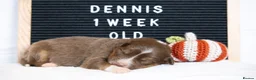 Australian Shepherd dogs for sale: KC registered Australian shepherd  - Advert 13