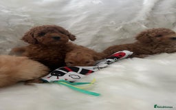 Cavapoo dogs for sale: Mixed litter of adorable cavapoo puppies - Advert 16