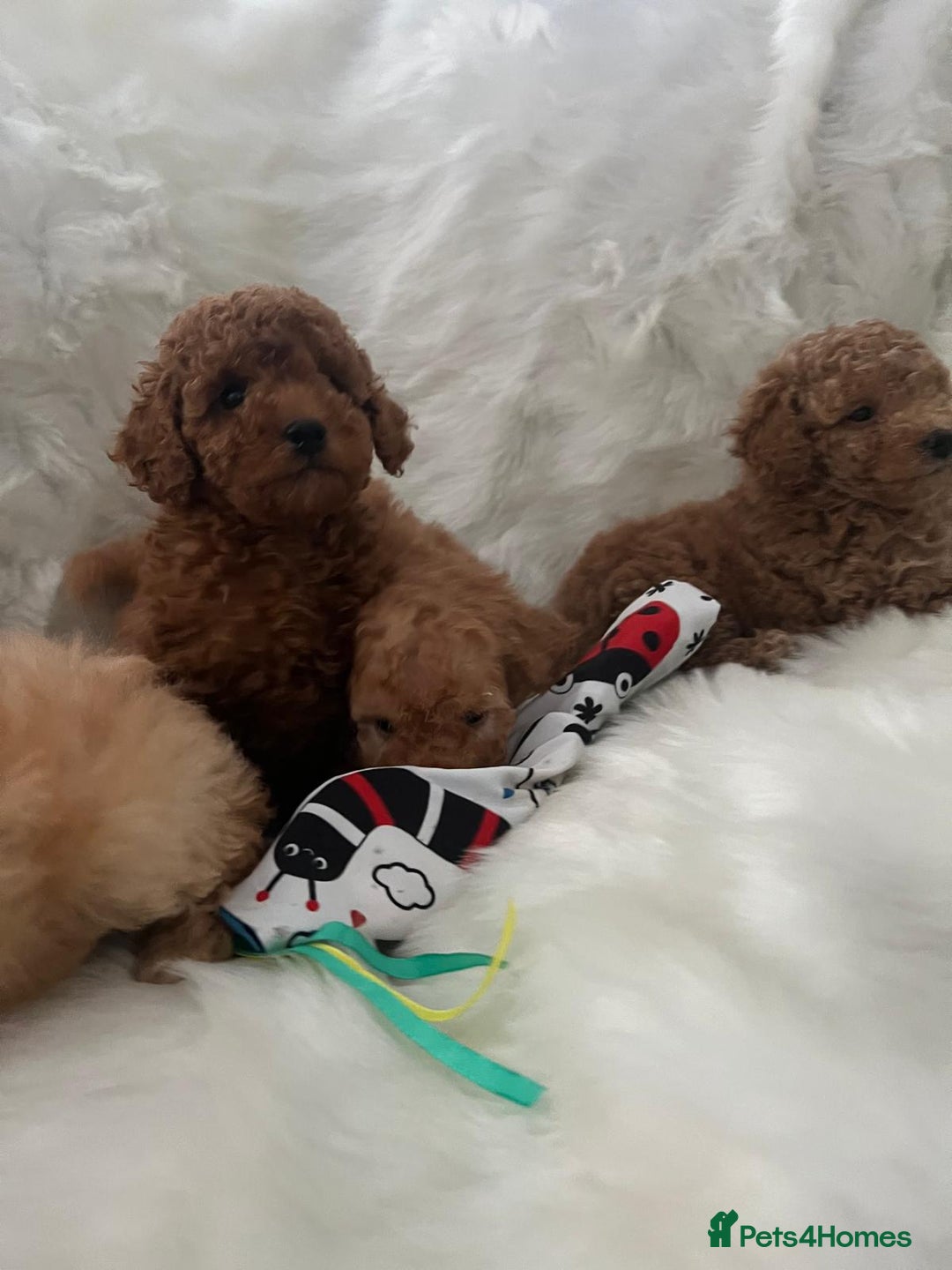 Cavapoo dogs for sale: Mixed litter of adorable cavapoo puppies - Advert 16