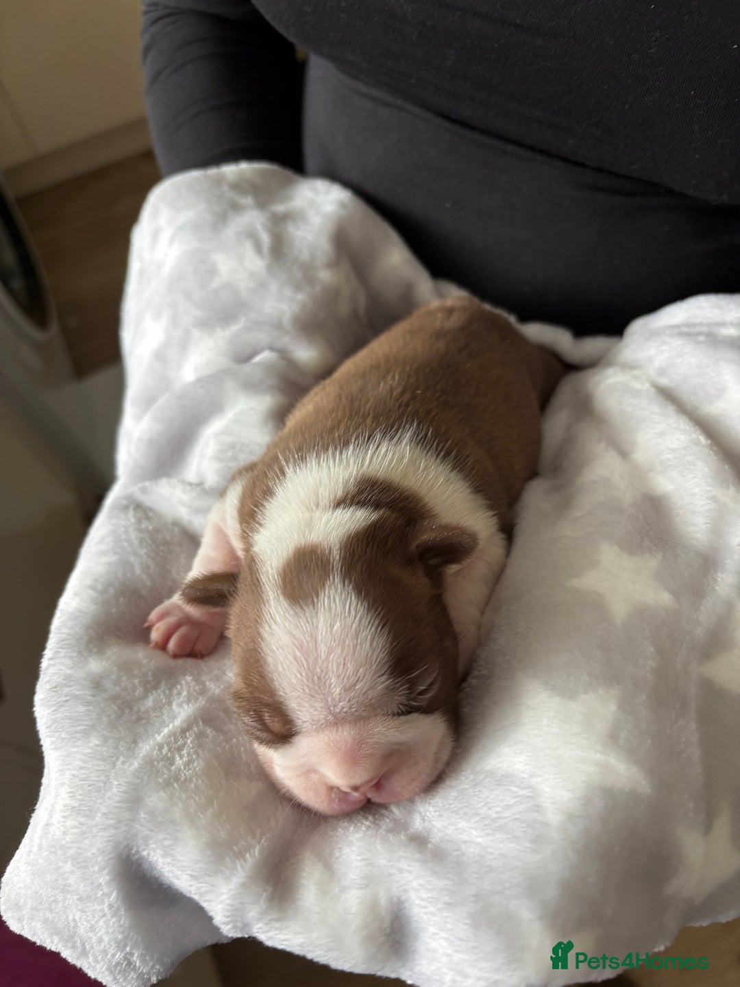 Boston Terrier dogs for sale: Stunning Boston terrier puppies - Image 7