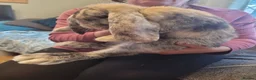 French Lop rabbits for sale: Pure Bred French Lop babies - Advert 4