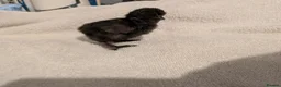 Chickens poultry for sale: Unsexed Silkie chicks mixed colours  - Advert 17