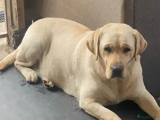 Labrador Retriever dogs Pick of the litter - Advert 1